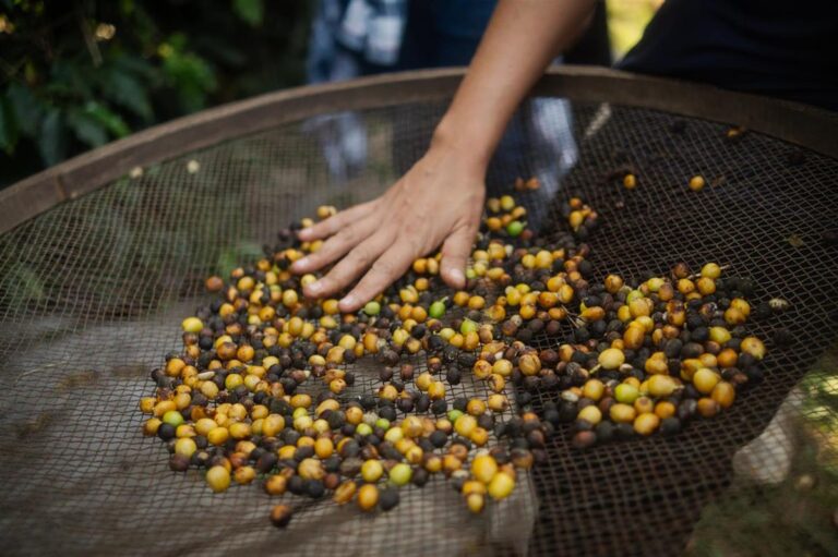 Café | Fazenda Tulha
