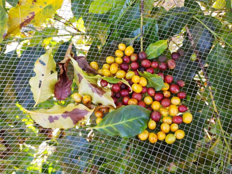 Café | Fazenda Tulha