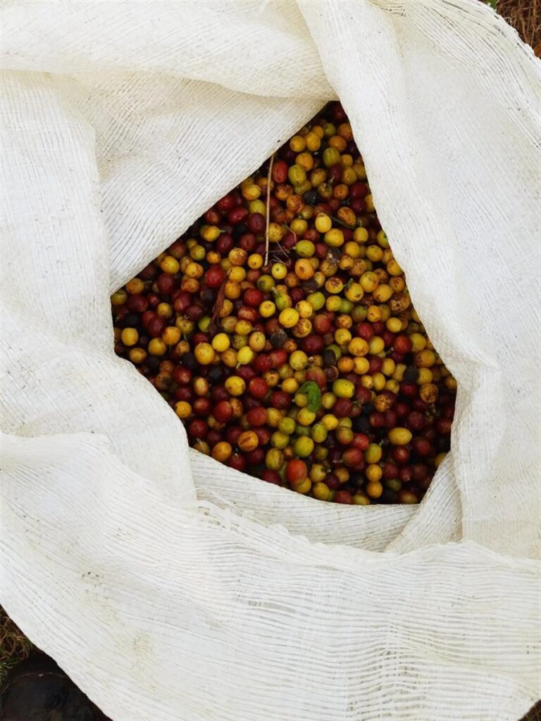 Café | Fazenda Tulha