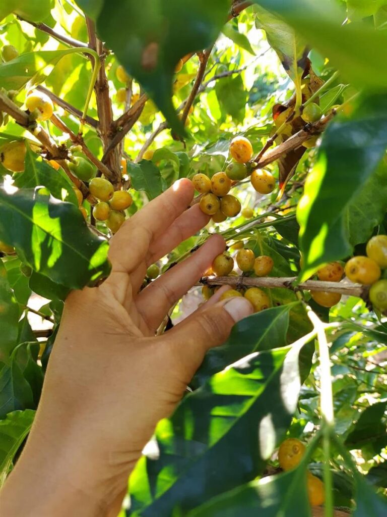 Café | Fazenda Tulha