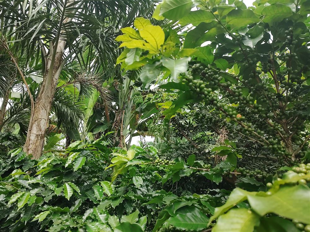 Agrofloresta | Fazenda Tulha