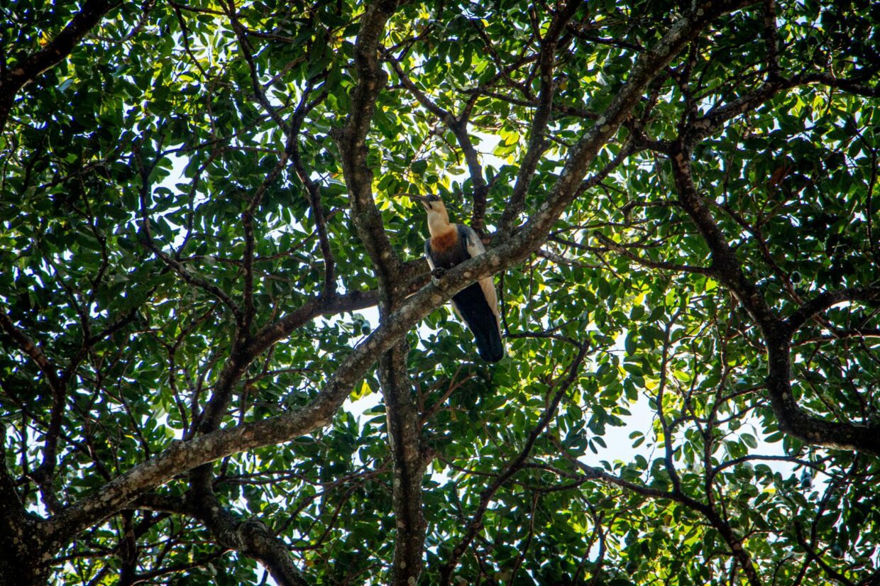 Fauna e Flora | Fazenda Tulha
