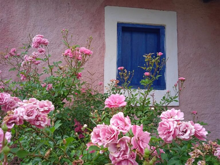 Colônia | Fazenda Tulha