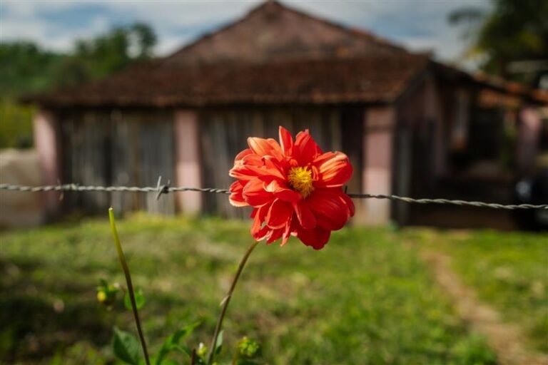 Colônia | Fazenda Tulha