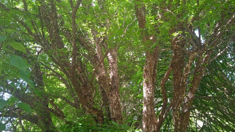 Pomar de Mangas e jabuticabas