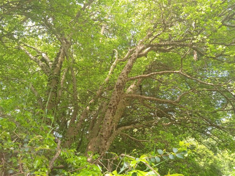 Pomar de Mangas e jabuticabas