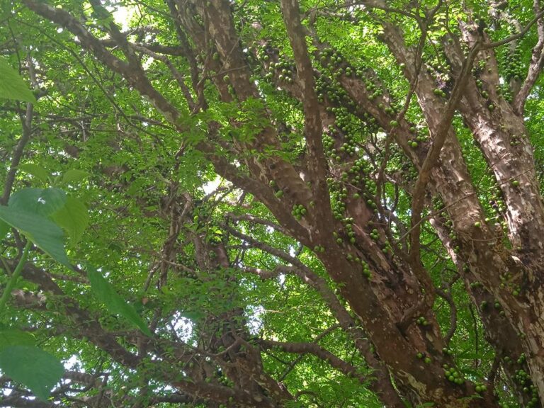 Pomar de Mangas e jabuticabas