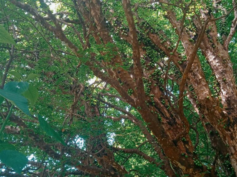 Pomar de Mangas e jabuticabas