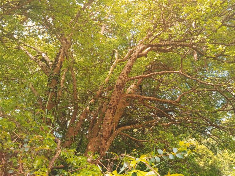 Pomar de Mangas e jabuticabas