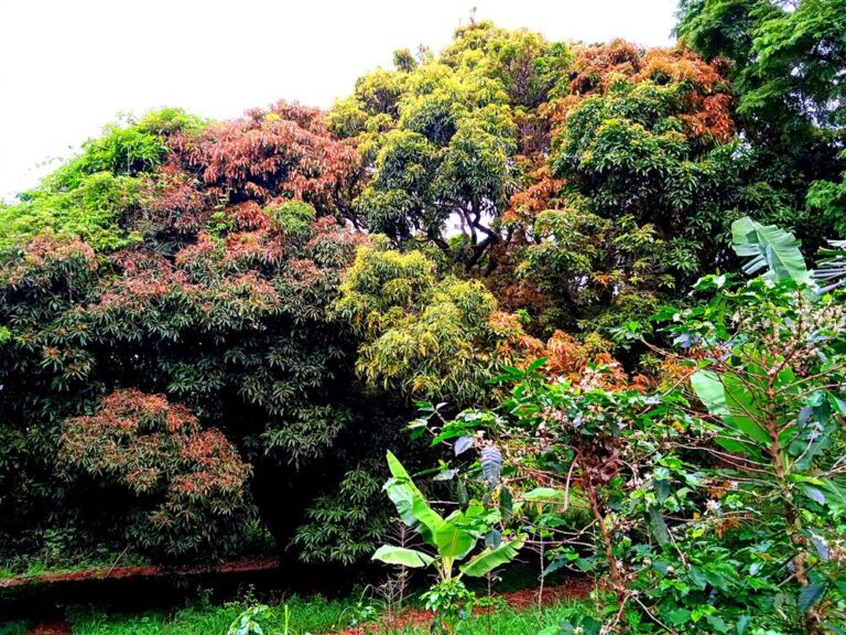 Pomar de Mangas e jabuticabas